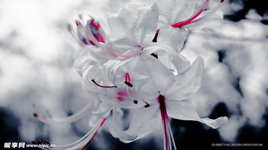 白花