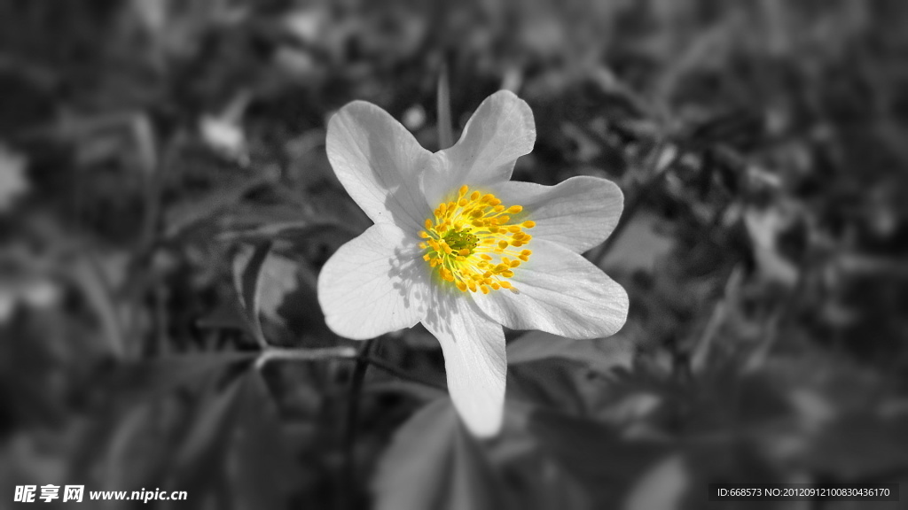 雏菊