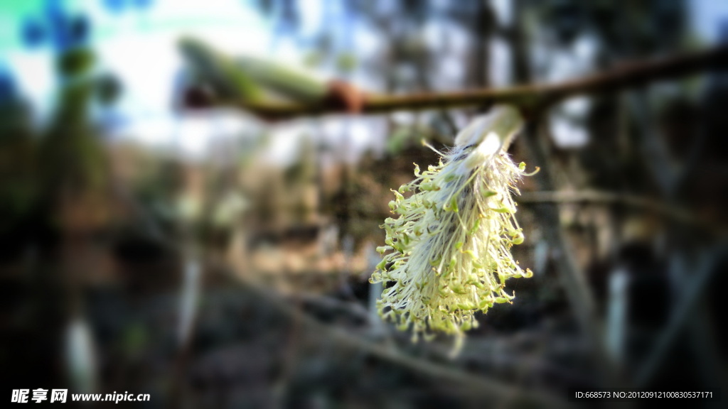 花蕊
