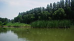 悠然的湿地
