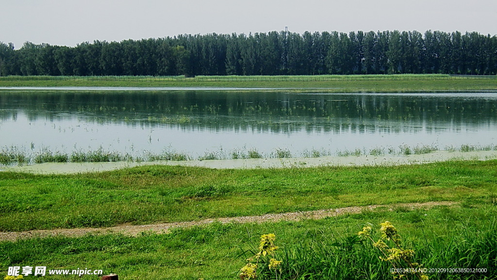 悠然的湿地