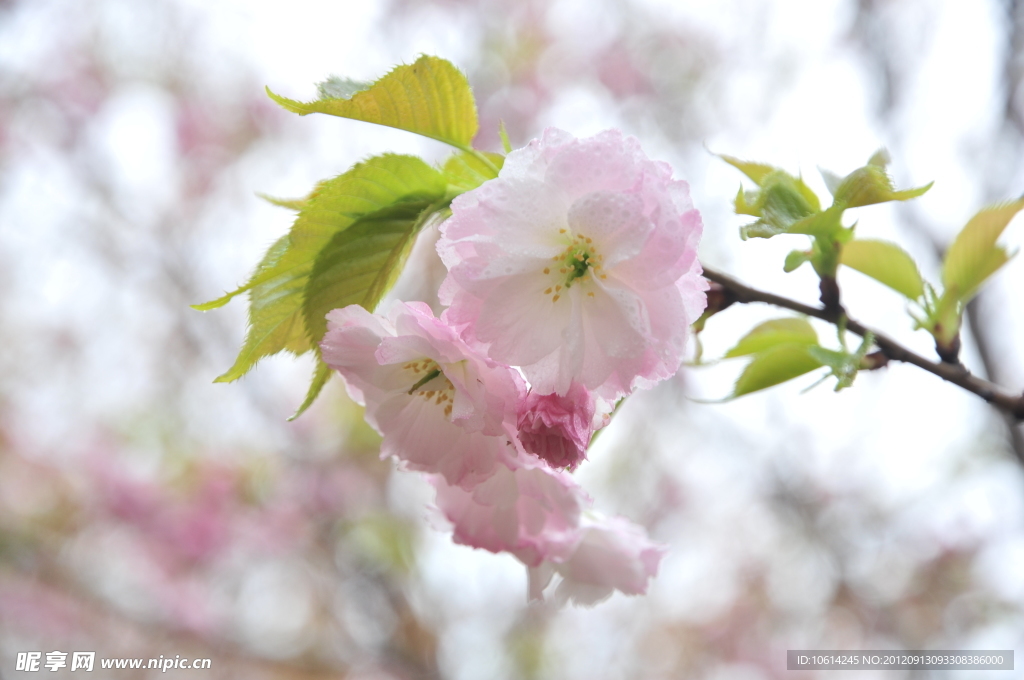 樱花