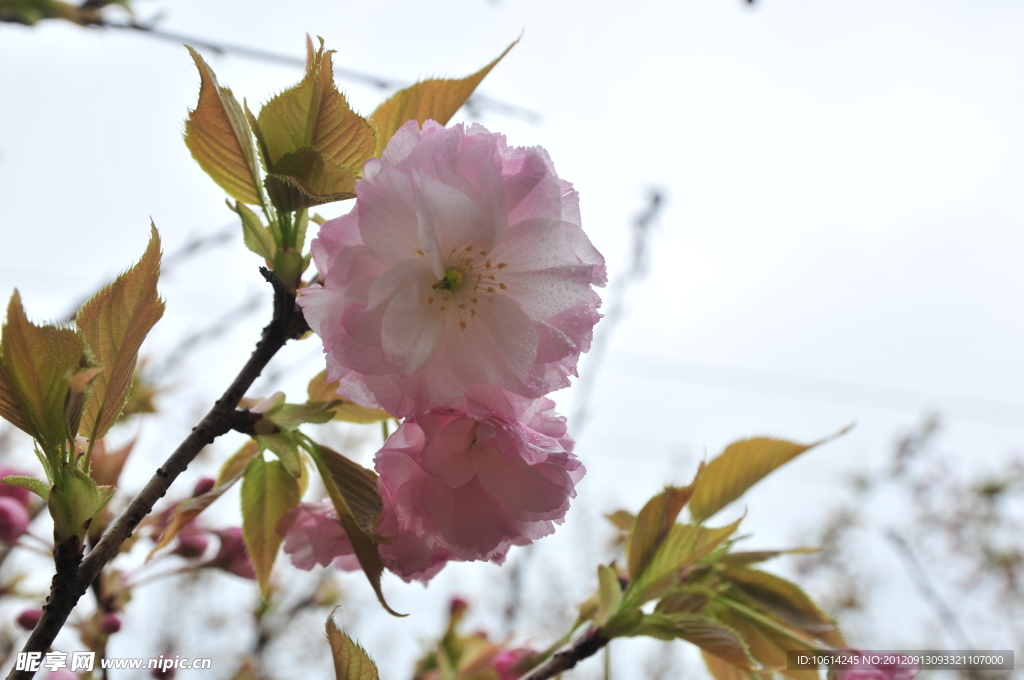 樱花