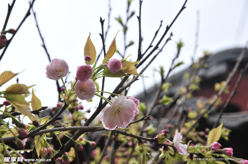 樱花