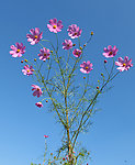 抚顺格桑花