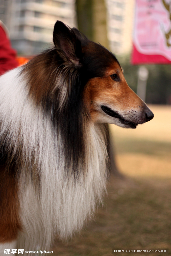 苏格兰牧羊犬