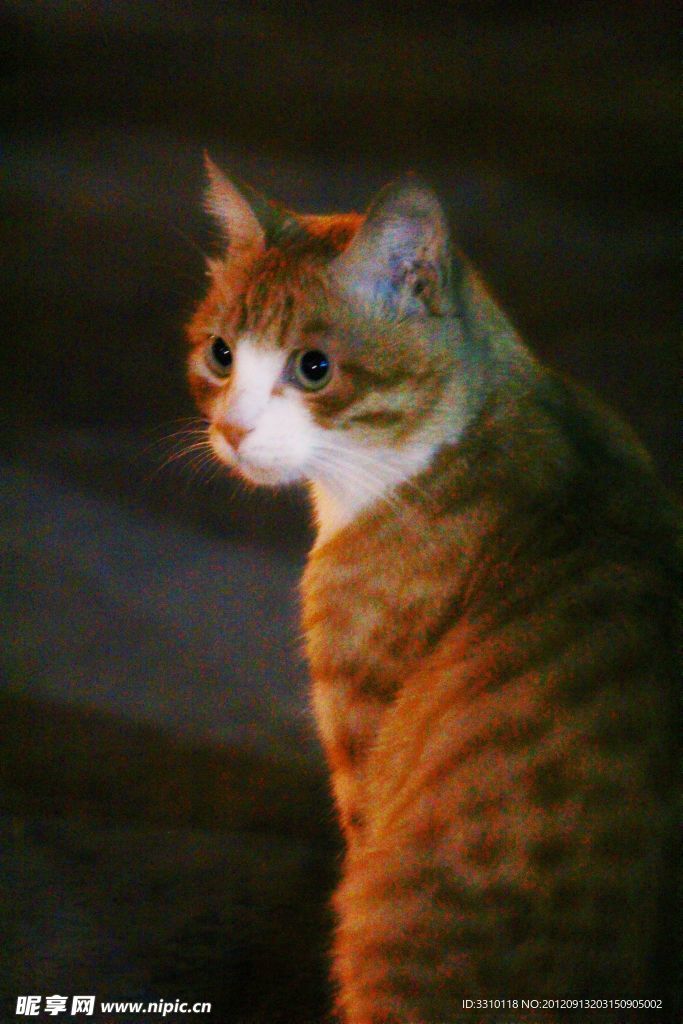 花猫