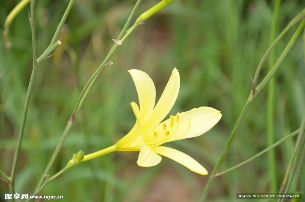 黄花菜