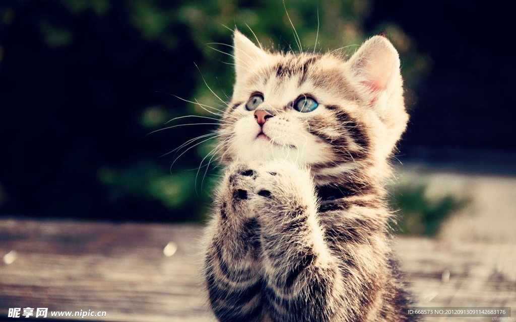 猫咪