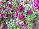 紫色牡丹群图
