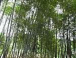 竹林