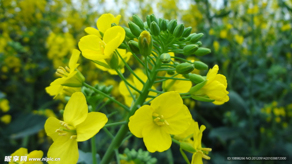 油菜花