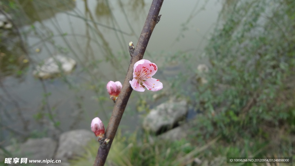 桃花