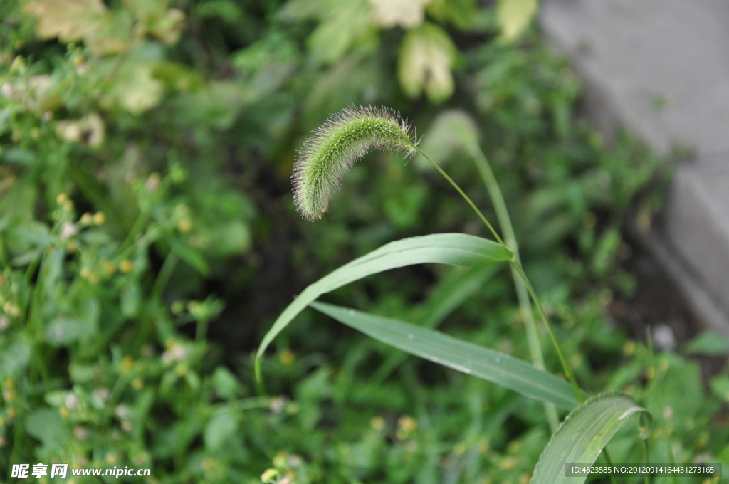 狗尾巴草
