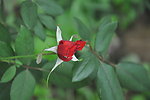 月季花