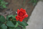 月季花