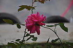 月季花