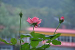月季花