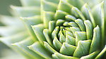 小清新植物