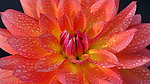 花蕊