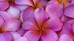 花瓣