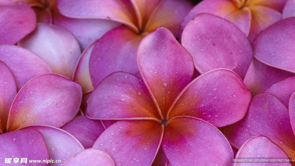 花瓣