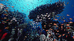 海洋生物