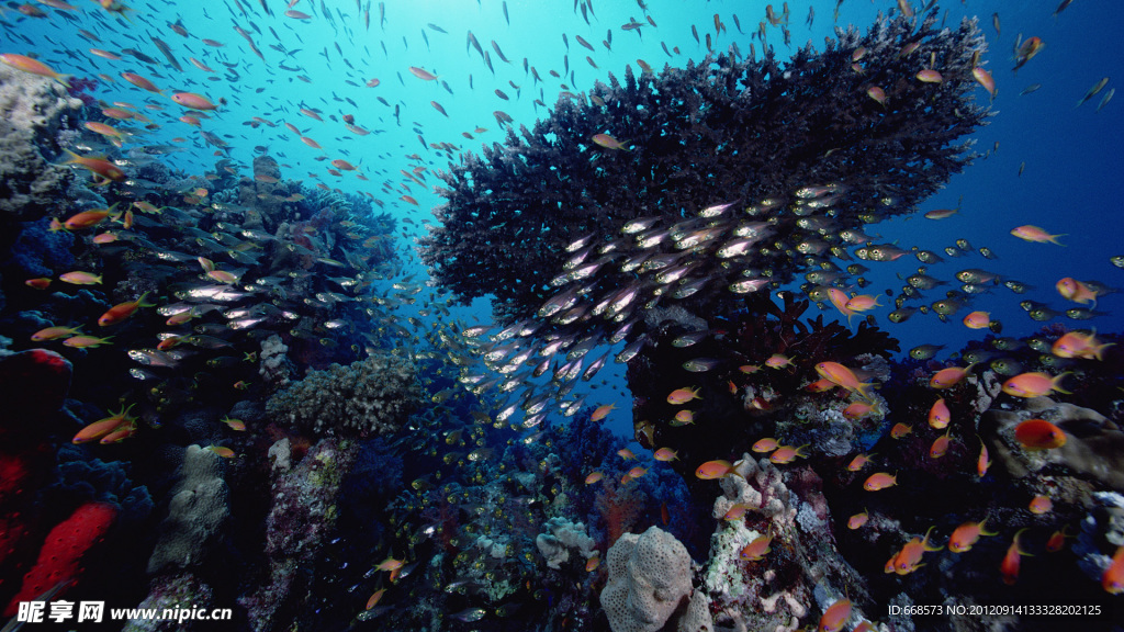 海洋生物