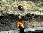 野鸡