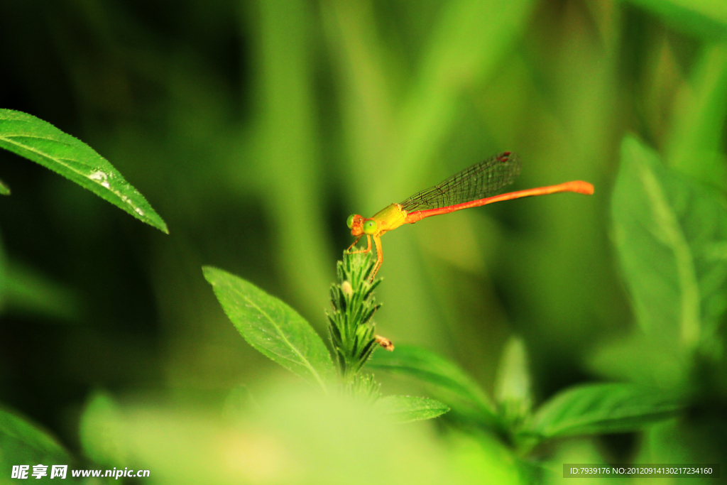 黄色小蜻蜓