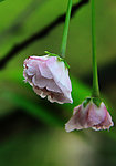 雨后樱花