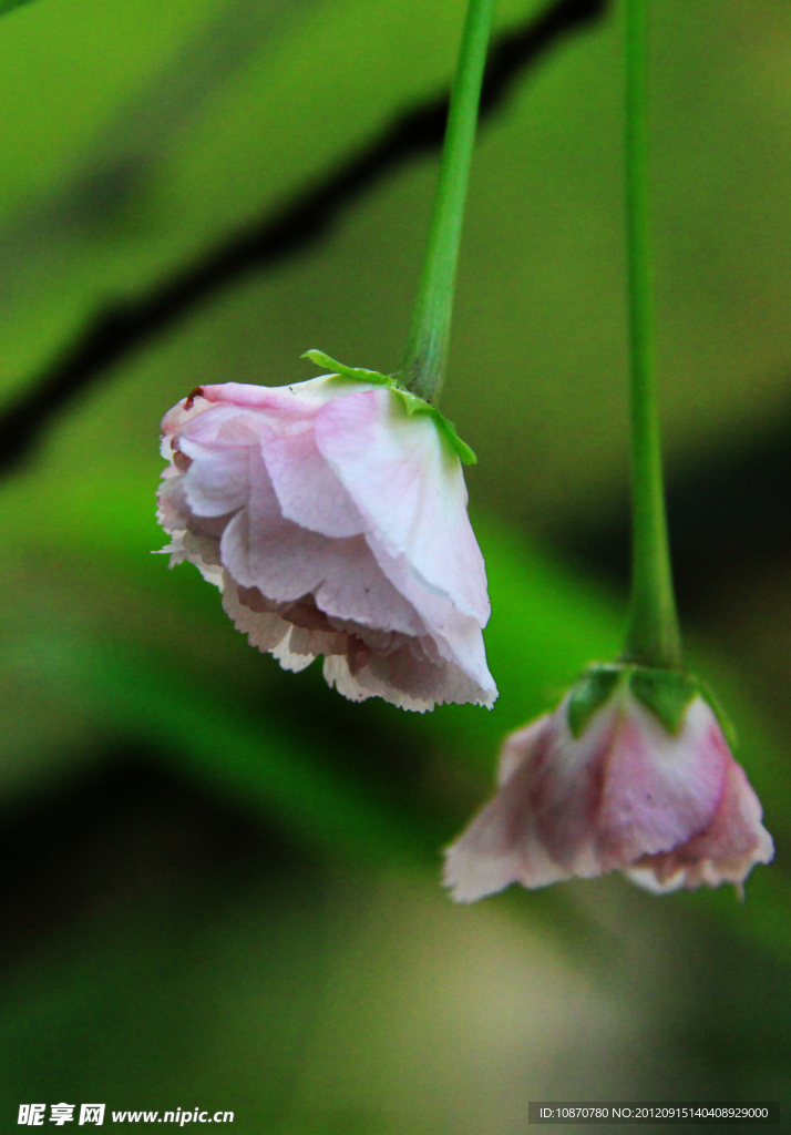 雨后樱花