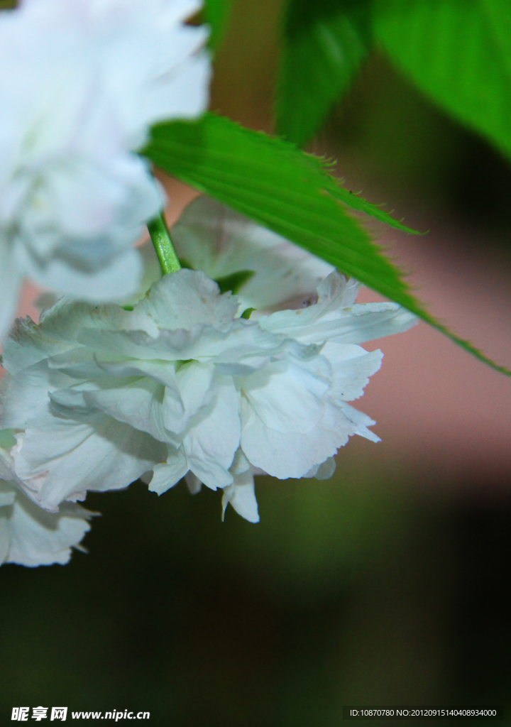 樱花