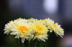 黄菊花