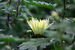 黄色菊花