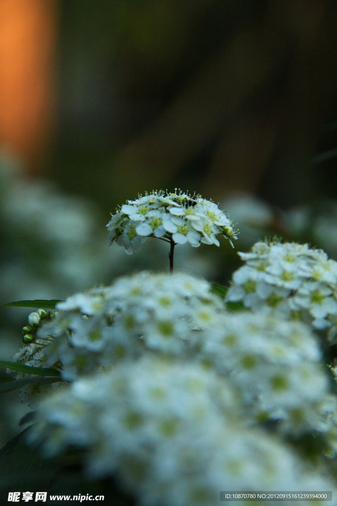 白花