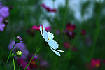 格桑花