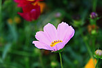 格桑花