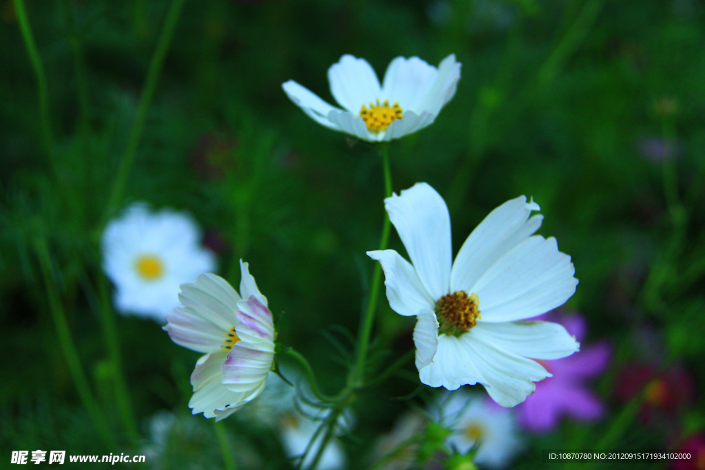 格桑花