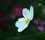 秋英花