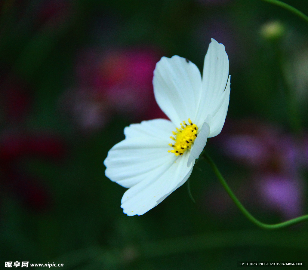 秋英花