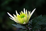 菊花展