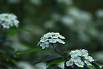 风景 花草