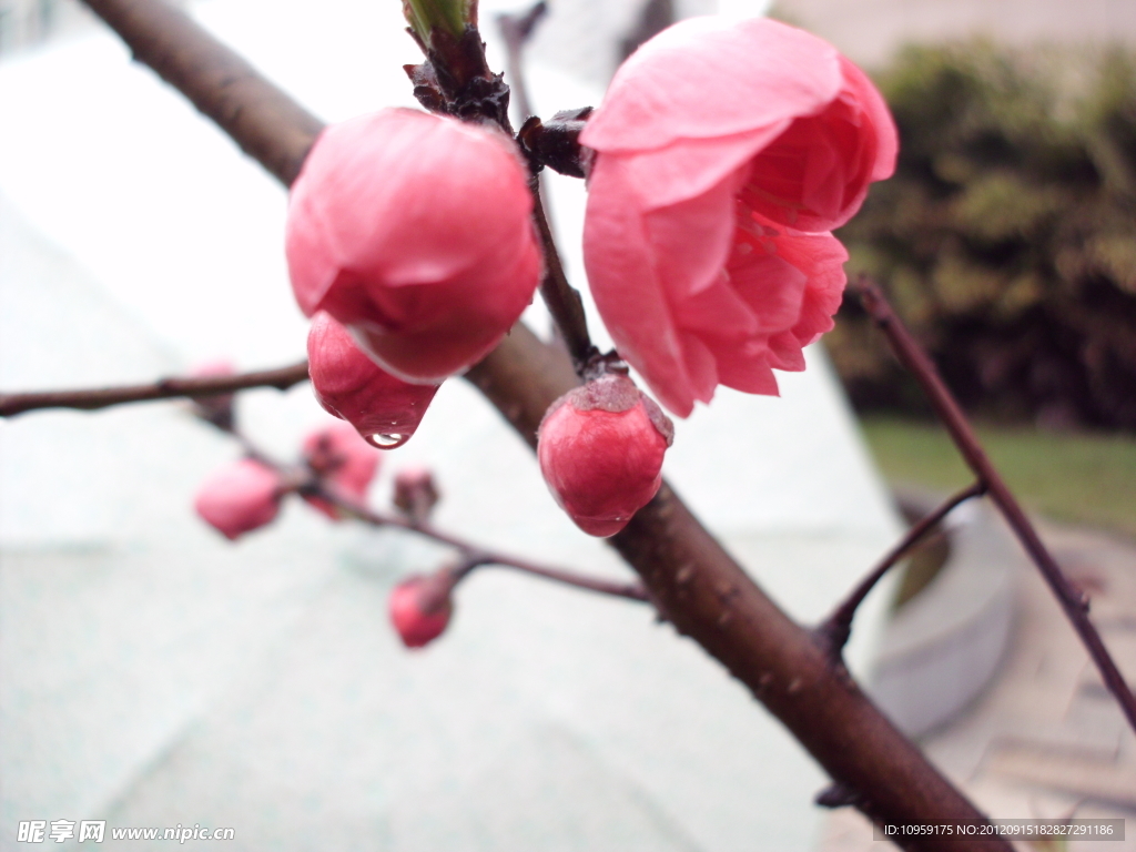 花开一生