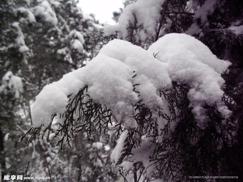 雪积压枝低