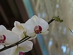 蝴蝶兰