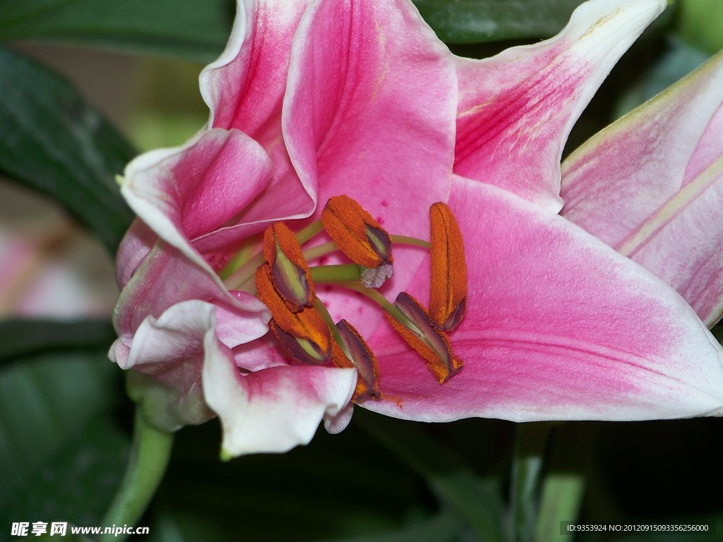 百合花