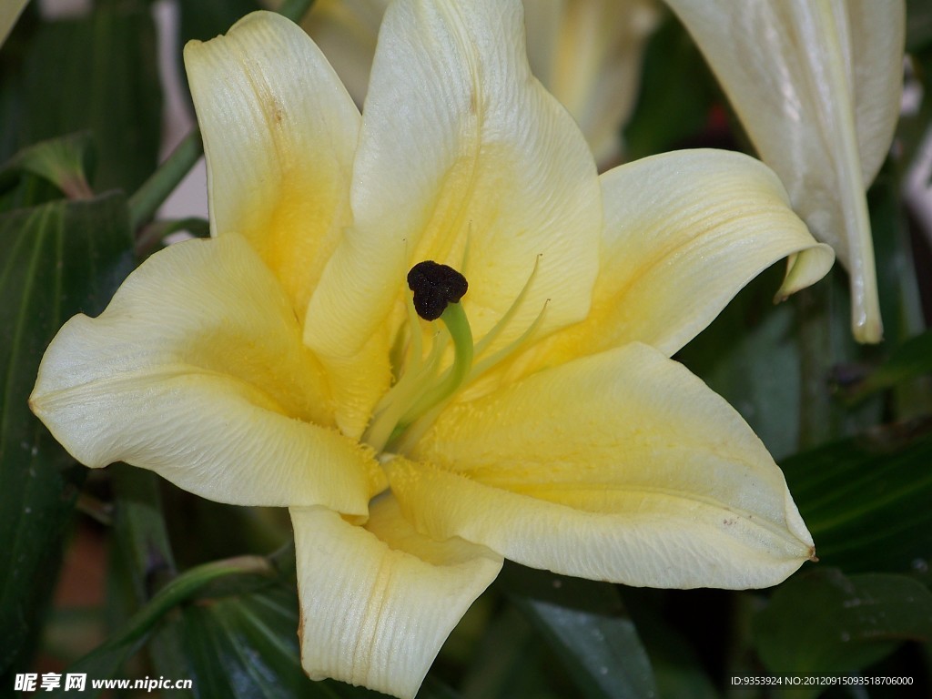 百合花