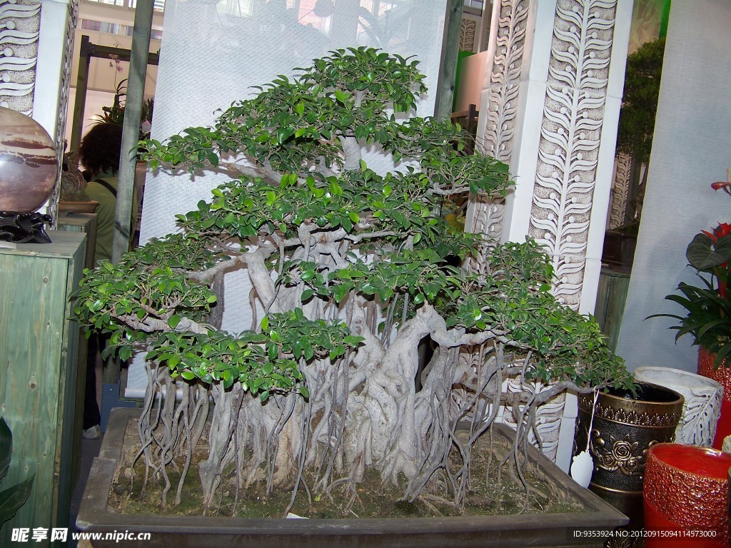 不老松树