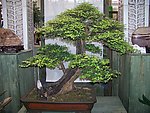 不老松树